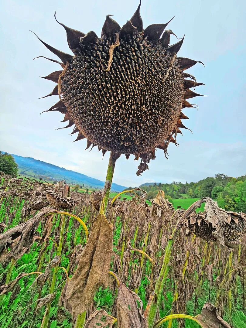 Wer heuer Sonnenblumen angebaut hat, dürfte dafür einen höheren Preis lösen als noch im vergangenen Jahr.