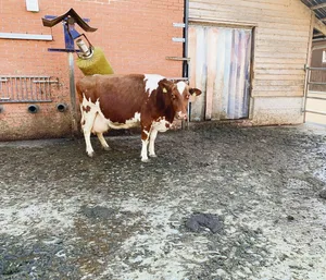 Hier ist offensichtlich: Der Laufhof wird benutzt. Nicht selten zweifeln aber Kontrolleure an, ob im Winter die Tiere wirklich in den Laufhof gelassen werden.