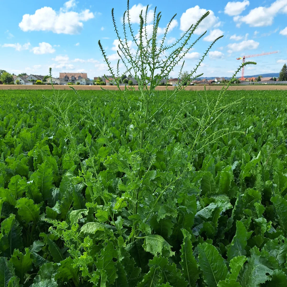 Schosserrüben.jpg Schosserrüben sollten frühzeitig aus dem Feld entfernt werden.