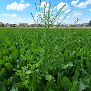 Schosserrüben sollten frühzeitig aus dem Feld entfernt werden.