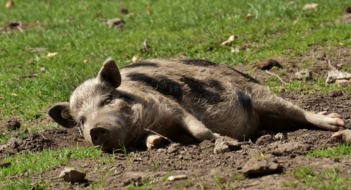 schwein-liegend Eine neue Bio-Schweinerasse ist in Arbeit – so soll sie aussehen