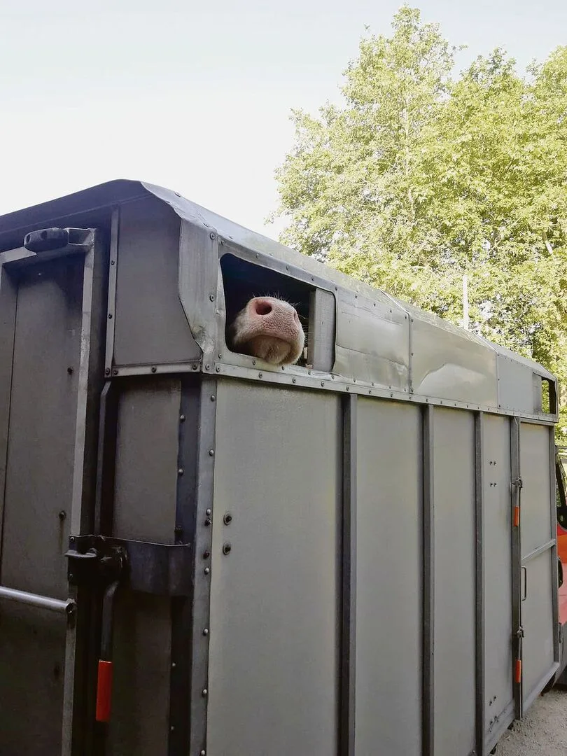 a49e5c088519147d3f8c379abc9d5033dca52cd1fc847fdfee0fa2734ca6f931 Tierschutzverstösse bei Proviande melden und Schlagzeilen vermeiden