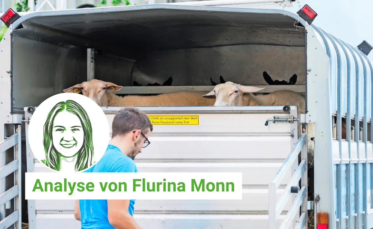 Artikel_Analyse_BauZ__2_ Tiertransporte: Das Gesetz ist klar Schwarz-Weiss, die Realität auf dem Hof oft grau
