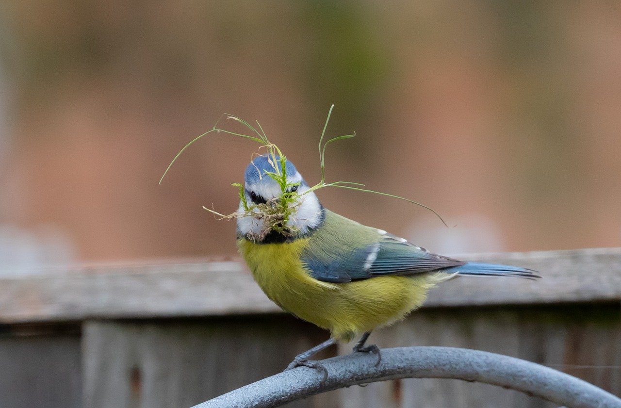 Biodiversität lebt auch vom Zusammenspiel der Arten. Blaumeisen sammeln Pflanzenmaterial für ihr Nest und verspeisen Insekten. (Bild Pixabay)