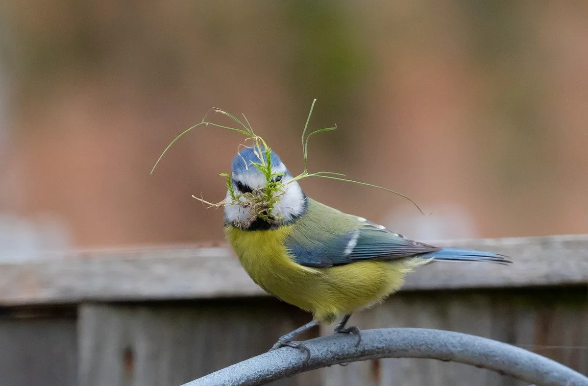 46b703b19c33e607c4c2ace07ca2d0d1f61efe09 Biodiversität lebt auch vom Zusammenspiel der Arten. Blaumeisen sammeln Pflanzenmaterial für ihr Nest und verspeisen Insekten. (Bild Pixabay)