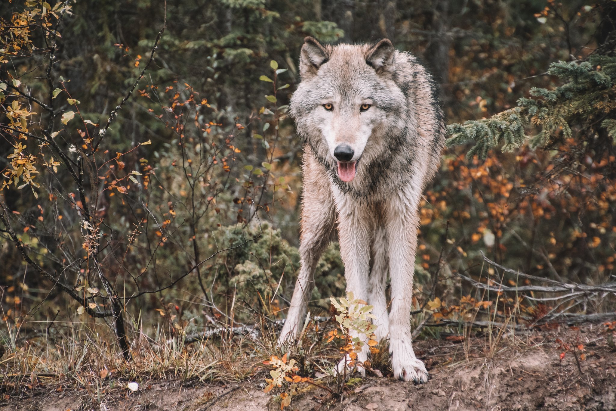 Der Ständerat stimmt für eine Wolfsregulierung wie beim Steinbock
