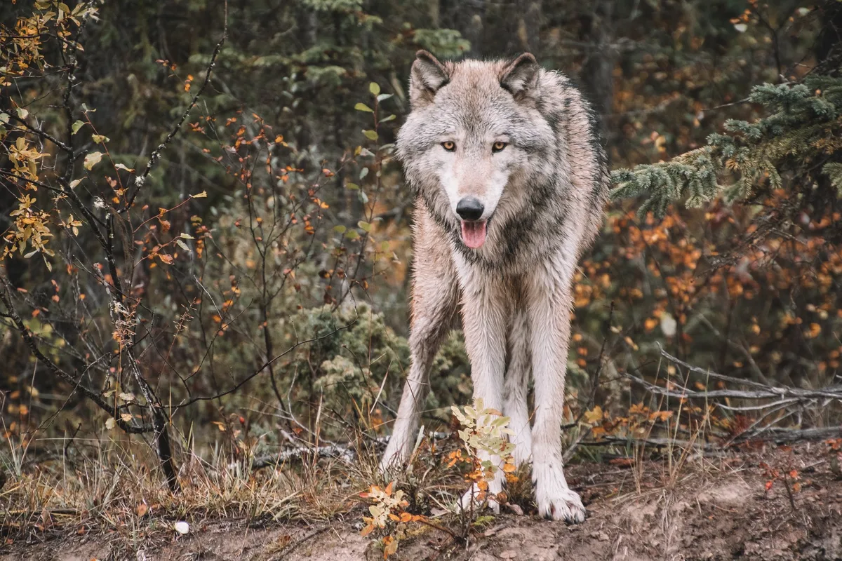 wolf_briannna_r Der Ständerat stimmt für eine Wolfsregulierung wie beim Steinbock