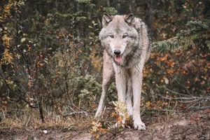 Die Umweltverbände bezweifeln, dass Abschüsse während einer definierten Jagdzeit wirksam sind. Sie müssten zeitnah an Rissen oder Angriffen erfolgen, so ihre Argumentation.