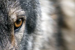 Bei der Abstimmung über die Revision des Jagdgesetzes sorgte im Vorfeld der Wolf für viele Emotionen. (Symbolbild Pixabay)