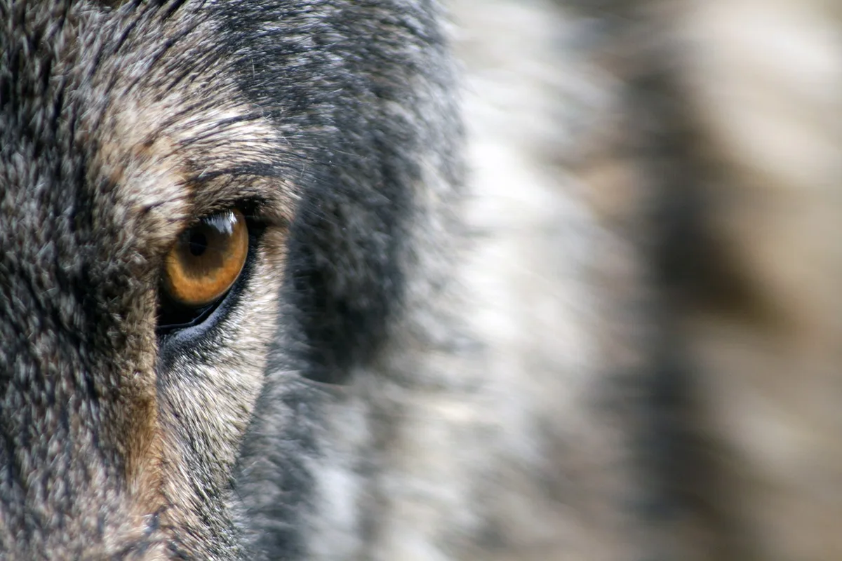 Bei der Abstimmung über die Revision des Jagdgesetzes sorgte im Vorfeld der Wolf für viele Emotionen. (Symbolbild Pixabay)