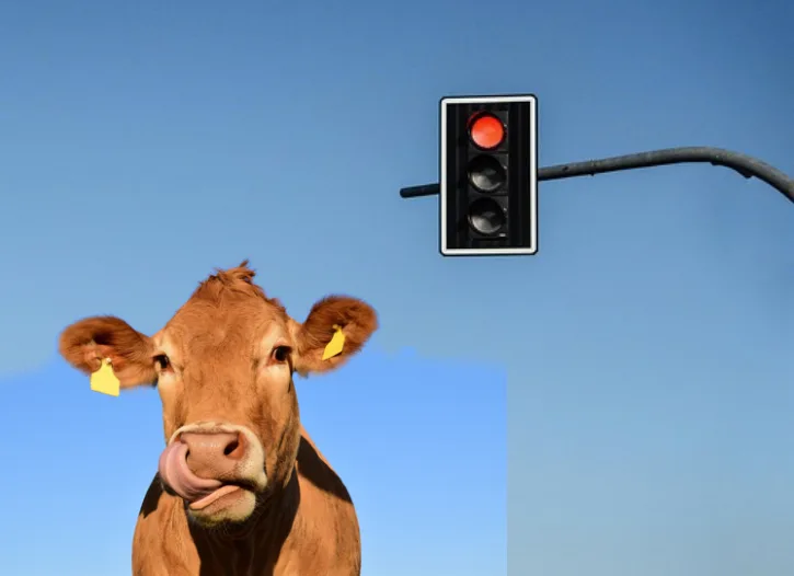 183793a8588693a4f37ae7913a80945da895c4cf Das Lichtsignal ging nie in Betrieb, da der Landwirt den Schlüssel für die Aktivierung nicht abgeholt hatte. (Fotomontage Pixabay)