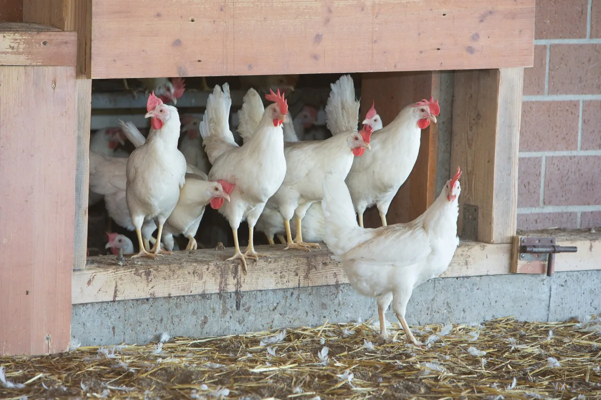 DG-2026-10-TH5-Gallivet-weisse Hühner.jpg Mit dem Übergang vom Sommer zum Herbst verändern sich die Bedingungen im Stall und das Risiko für bakterielle Sekundärinfektionen steigt.
