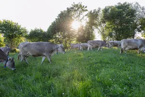 Eine standortangepasste, klimafreundliche Milchproduktion ist das Ziel desBLW-Ressourcenprojekt KlimaStaR-Milch.
