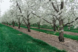 Glyphosat gilt als effizientes Herbizid und kann beispielsweise eingesetzt werden, um In Obst- oder Beerenanlagen unter den Reihen den Boden vegetationsfrei zu halten.