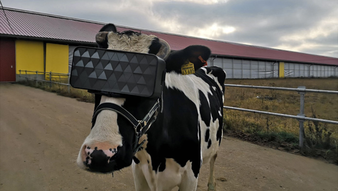 Mit der Brille soll es für diese Kuh saftige Wiesen geben. (Bild Ministerium für Landwirtschaft und Ernährung der Region Moskau)