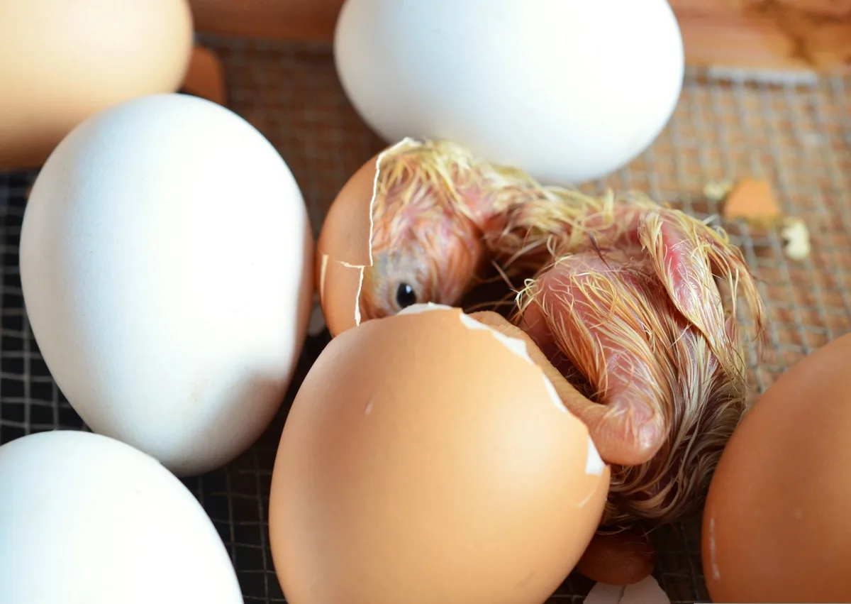 congerdesign-chick-706495 Hochleistungstiere um jeden Preis? Fast zehn Jahre nachdem der Schweizer Tierschutz Alarm schlug