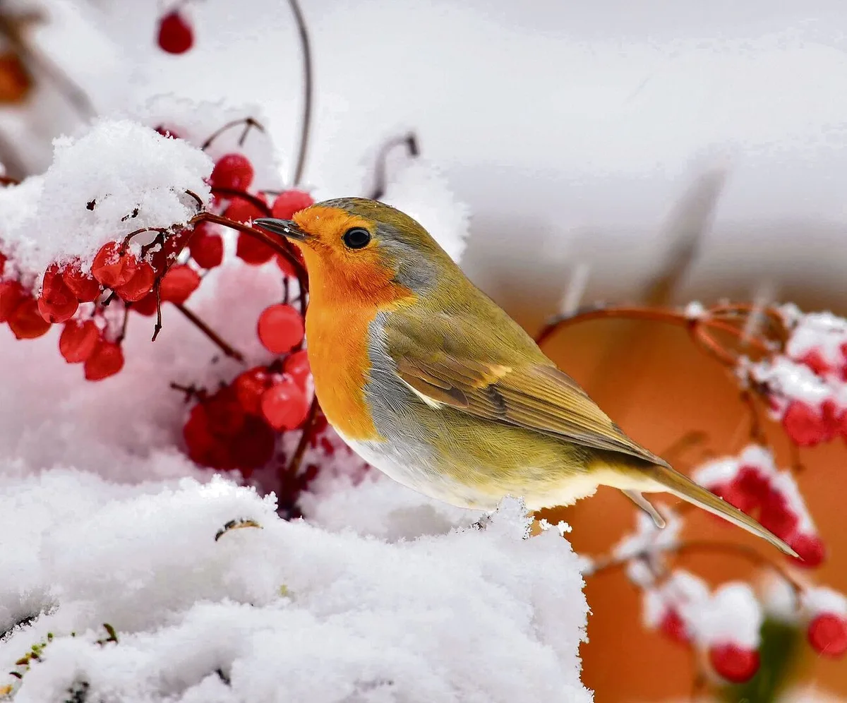 ffe381096d26d7eb3c75fd8bc9a53e74664ab4ceeb908c816ecbfdec9f9901c7 Die Beeren des Schneeballs sind eine willkommene Nahrungsquelle, etwa für Rotkehlchen.