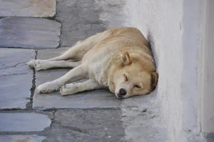 Bei heissem Wetter werden auch die Haustiere und die vielen kleinen Tierchen rund ums Haus belastet.