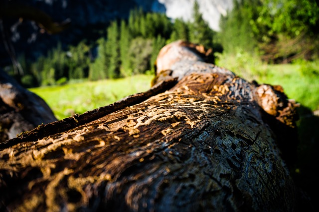 Borkenkäfer können ganz schöne Schäden hinterlassen. (Bild Pixabay)