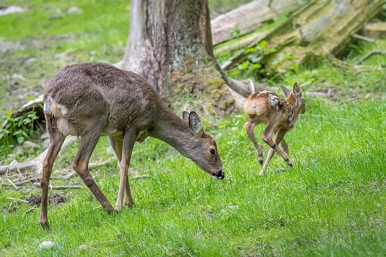 244ac23e0af1ce18f92602402fbc4d65e354b8a1 Das Pflanzenwachstum richtet sich nach dem Klima, Rehe orientieren sich für das Setzen ihres Nachwuchses an der Tageslänge. Daher können die Tiere mit dem Klimawandel schlecht mithalten. (Bild WSL/Joesf Senn)