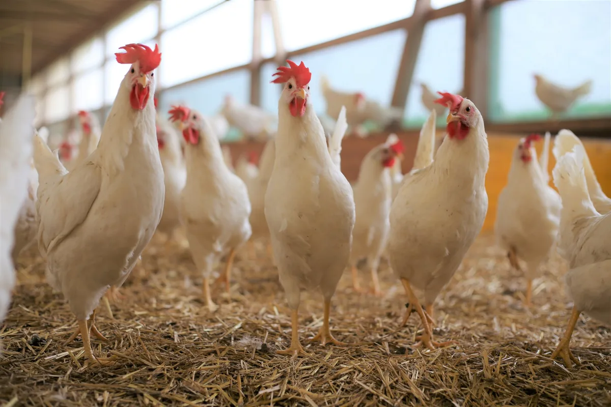 a2274a8b22850f1177c1605c68dd2ec06ee7d095 Die Delegierten von Gallo Suisse beschliessen an ihrer Generalversammlung den Ausstieg aus dem Kükentöten. Die Eierbranche will mit der Zeit gehen, aber das Vertrauen der Konsumenten durch Schnellschüsse nicht missbrauchen. (Bild Melina Griffin/LID)