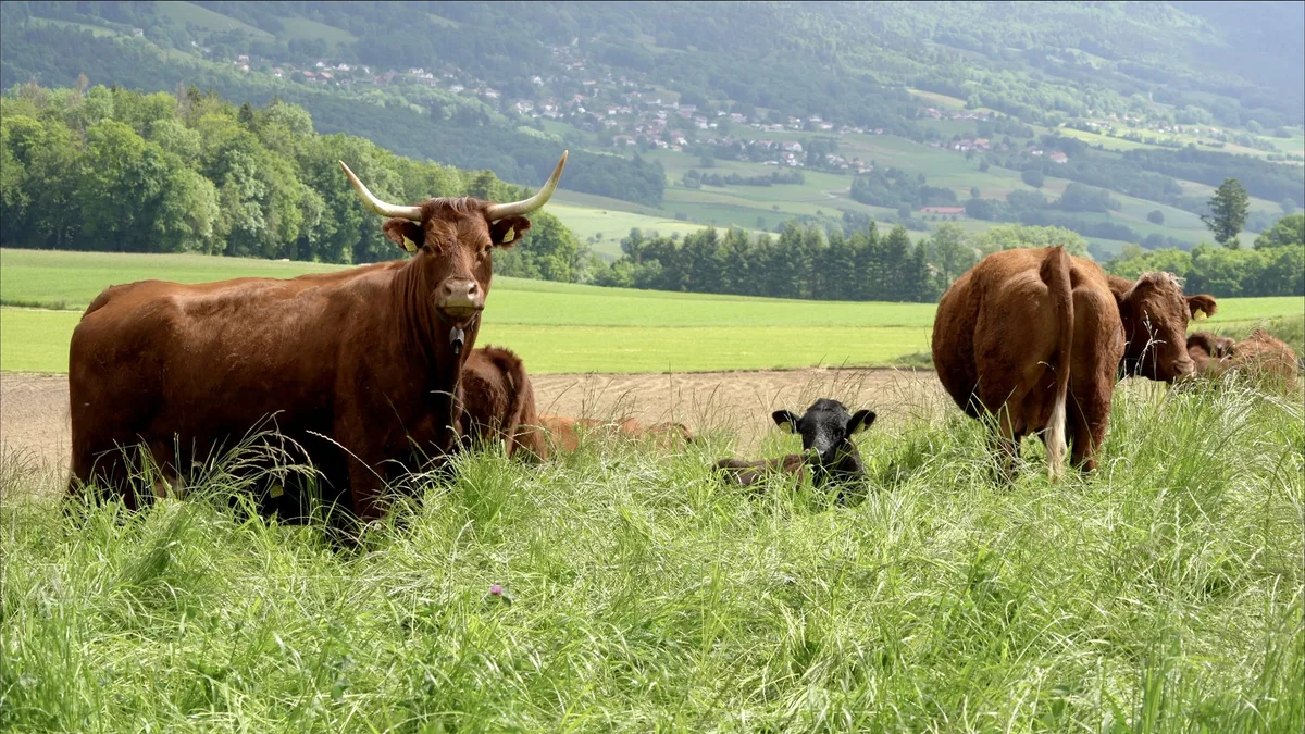 Kunstwiese_2 Nachhaltige Landwirtschaft: Wie Kunstwiesen und Tierhaltung das Ackerbausystem stabilisieren