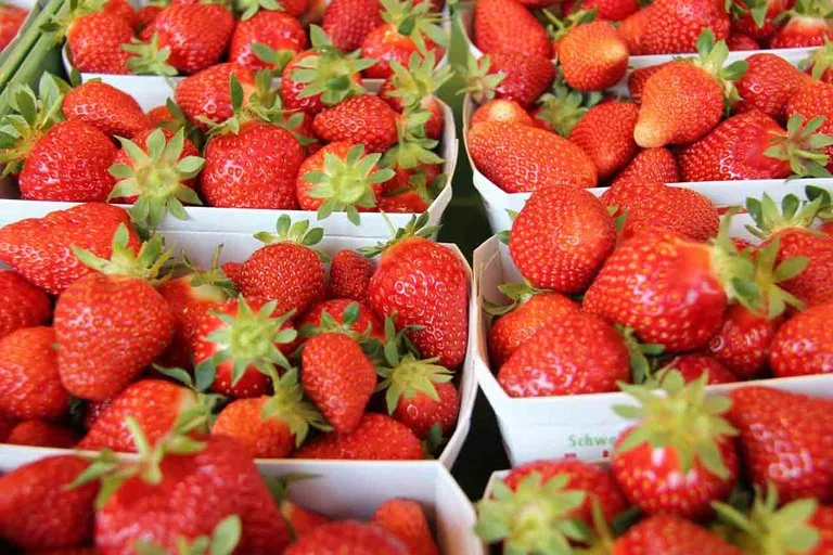 9f75601479e3e867691f1e6fe59d037701d1183c Jetzt gibts Schweizer Erdbeeren zu kaufen. (Bild SOV)