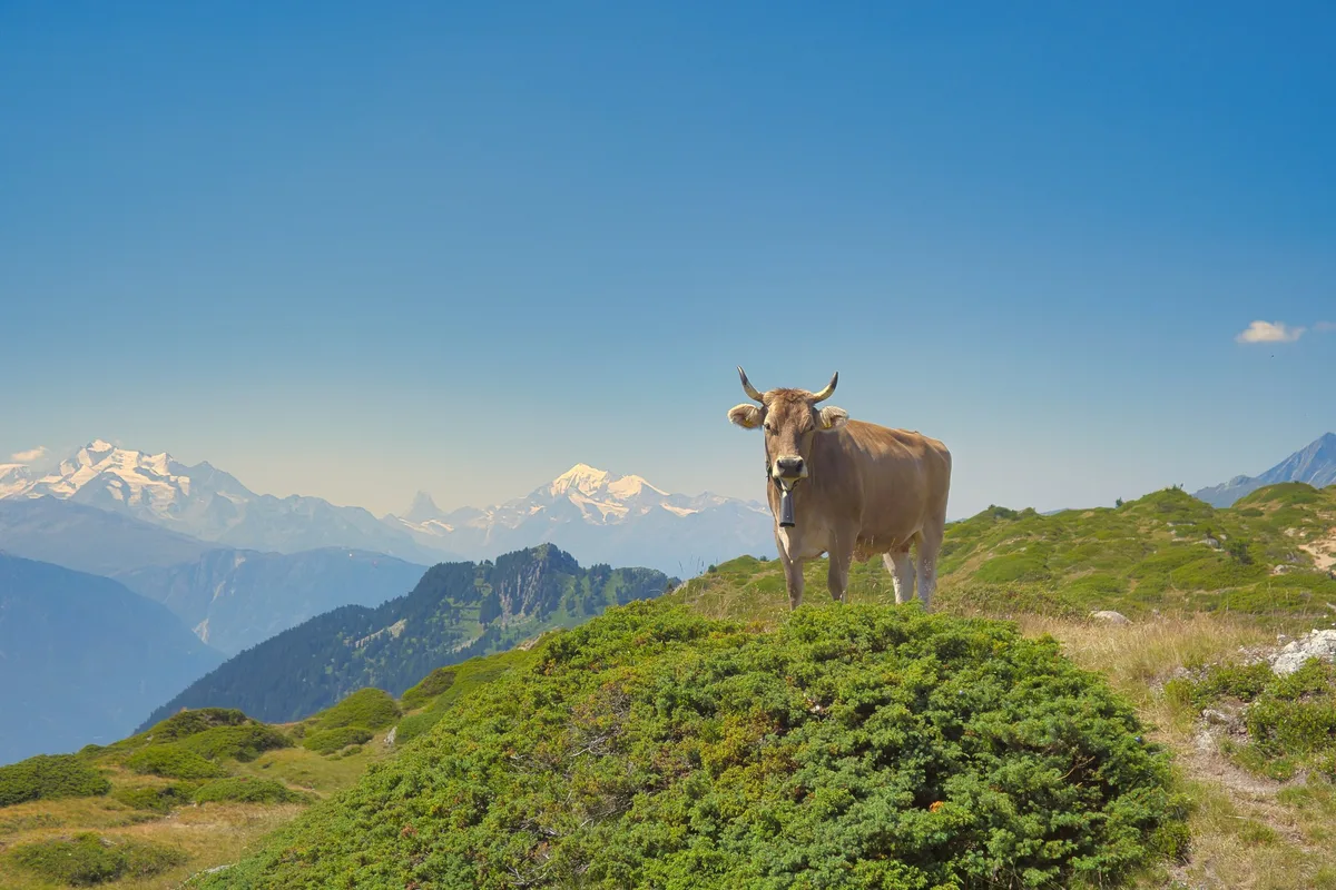 hornkuh_singha_bohrer Die nächste Hornkuh-Initiative kommt als Naturkuh-Initiative im Frühling 2023