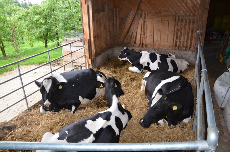 Jedes Jahr werden die besten Holstein-Züchter ausgezeichnet. (Bild Ruth Aerni)