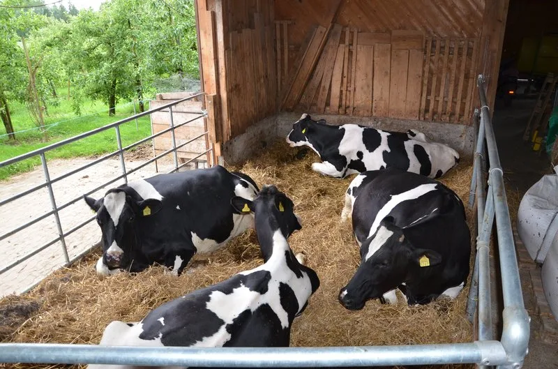 61bf3eae94d4b7516ad5c530e8873b8260bb1323 Jedes Jahr werden die besten Holstein-Züchter ausgezeichnet. (Bild Ruth Aerni)