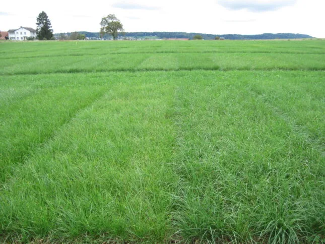 raigras_sortenversuche Zwei neue Raigras-Sorten für den Anbau in der Höhe und eine für bestes Futter