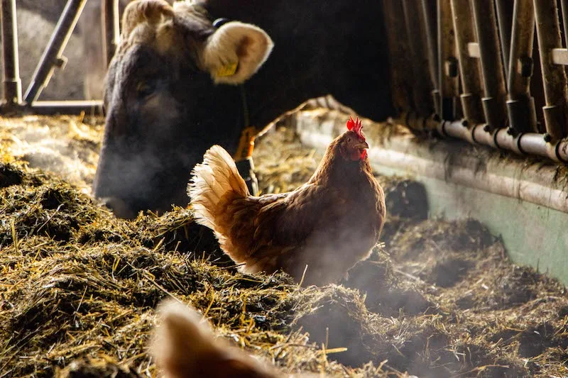 08cfa60d223d576a9529392f1fcfc49b2e746de2 Wenn die Bauern ihre Stalltüren öffnen, kann die Bevölkerung der Landwirtschaft begegnen. (Bilder zVg)