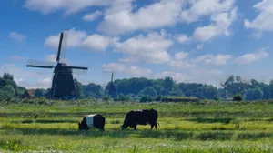 Die Postkarten-Niederlande täuschen: Kaum ein Land hält so viele Tiere auf so wenig Fläche. Mit dem neuen Stickstoffpaket drohen den Bauern ab 2035 Obergrenzen pro Betrieb und im Notfall die Kürzung der Tierrechte für alle.