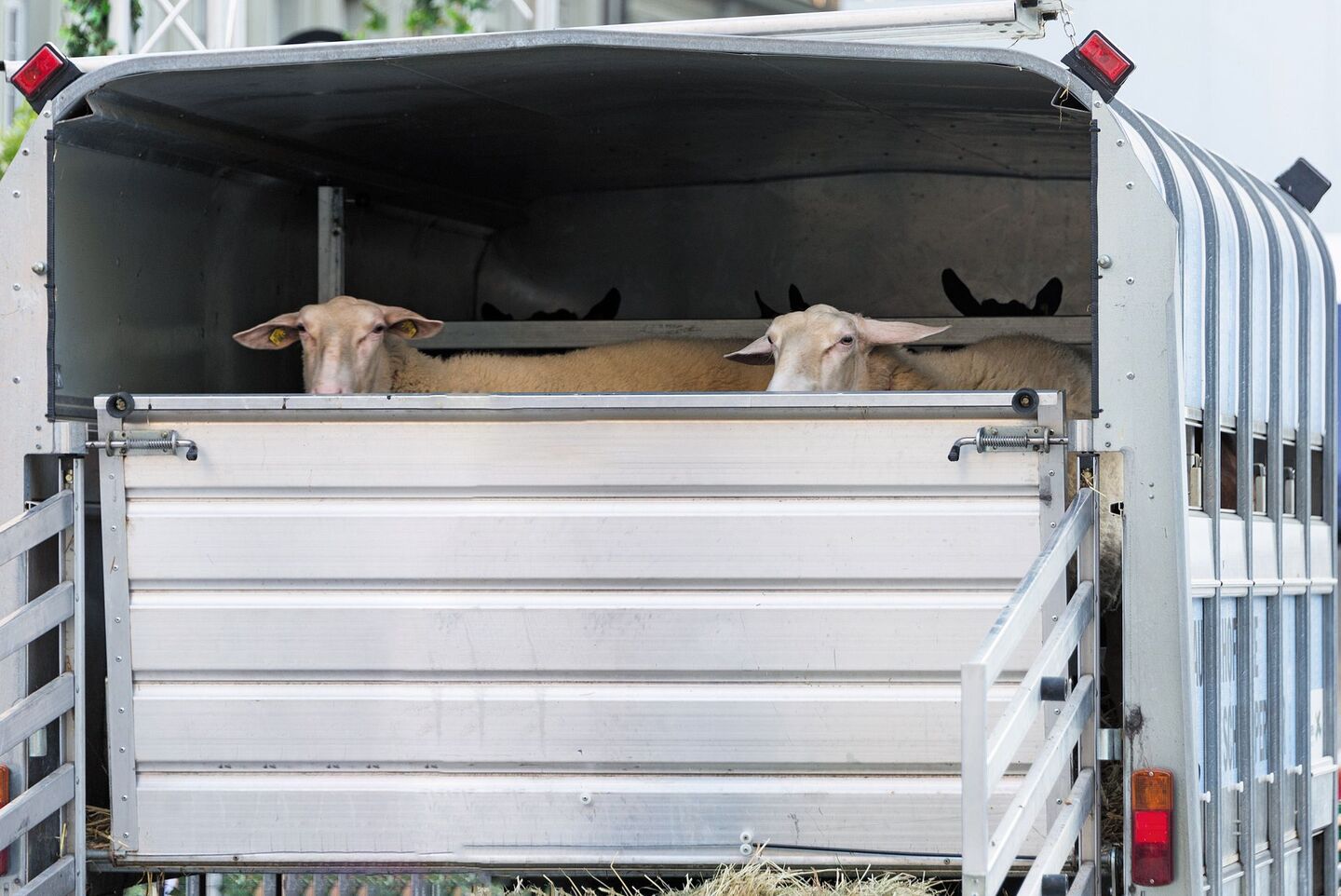 Kommt es bei Transporten von Tieren zu einem Unfall, sind die Schäden auch bei einer Tierunfallversicherung nur dann gedeckt, wenn der Besitzer selber fährt.