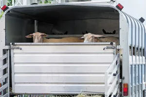 Kommt es bei Transporten von Tieren zu einem Unfall, sind die Schäden auch bei einer Tierunfallversicherung nur dann gedeckt, wenn der Besitzer selber fährt.