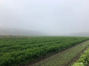 Neblige Aussichten über einem Feld mit Biorüebli – die Produzenten erwarten ein herausforderndes 2024.