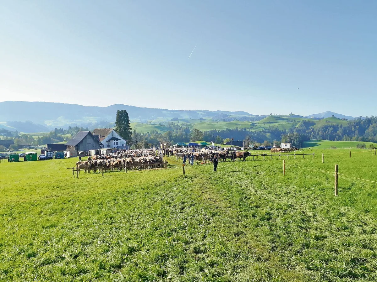 3d3c82841314c2f0e356811290ba429be539c4586f895aae429ff95a00898481 Die Viehschau im zürcherischen Hirzel findet jedes Jahr im Rothus statt. Das Wetter zeigte sich heuer von der Sonnenseite, die malerische Landschaft bot die perfekte Kulisse für die Schau.