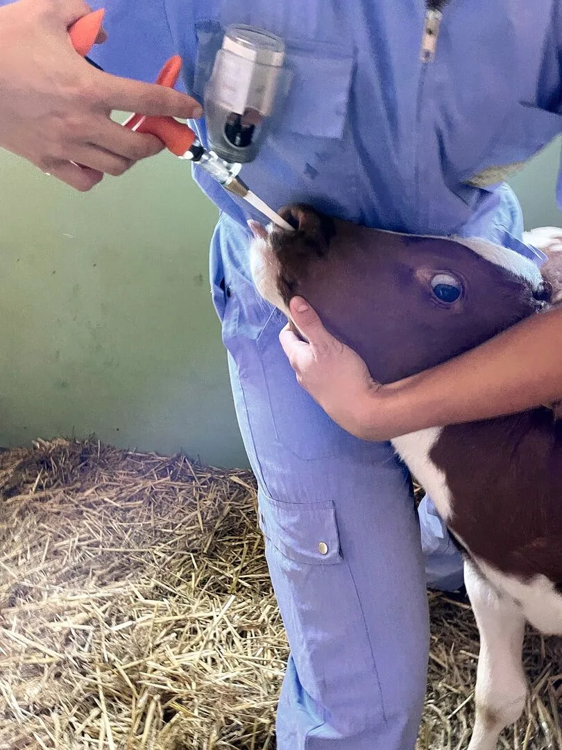 Einem Kalb wird die Impfdosis in die Nase gespritzt.