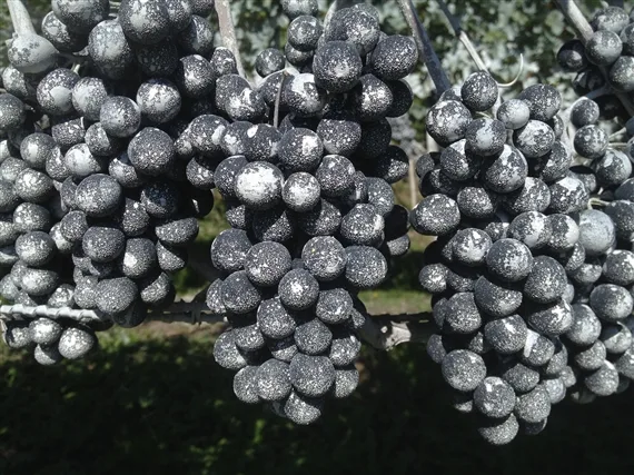 Weisser Belag auf den Trauben kurz vor der Ernte: Das Ton-Präparat Kaolin wird als Schutzbelag gegen die Kirschessigfliege eingesetzt. (Bild zVg)