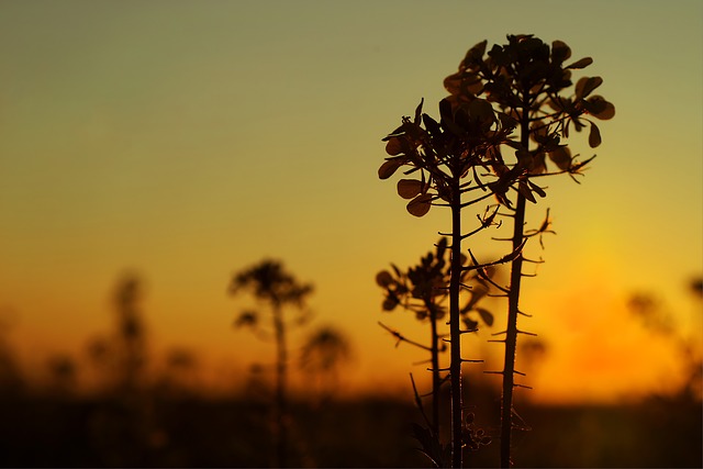 Obwohl Bio-Treibstoffe weniger CO2-Emissionen verursachen, frisst ihr Anbau grosse Anbauflächen ausserhalb Europas. (Bild Pixabay)