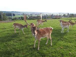 Damwild ist in der Schweiz nicht heimisch und kann andere Tierarten bedrohen.