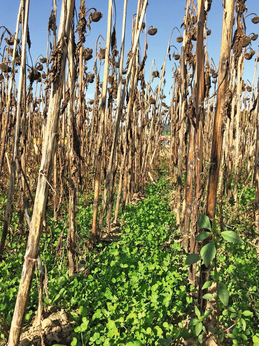 3b66672132e5b56c63d258d3db8bfe9ab3f157b0 Kurz vor der Ernte zeigt sich die Untersaat bei Sonnenblumen als bodenschonender Teppich. Bild: Tilika Chamberlin