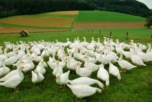 8987896b1c2fee2380ab600c02a48ab2dd8a69c5 Weidegänse sind bei Konsumenten beliebt. (Bild Weidegans.ch)