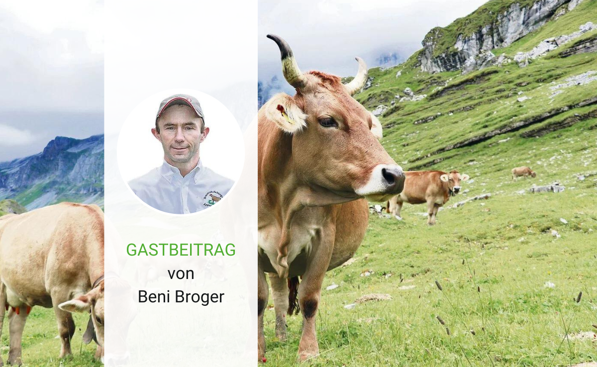 Viel Erfolg mit dem Braunvieh!