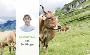 Robustheit, Inhaltsstoffe der Milch, Fundament und Charakter: Die braune Kuh hat viele gute Eigenschaften.