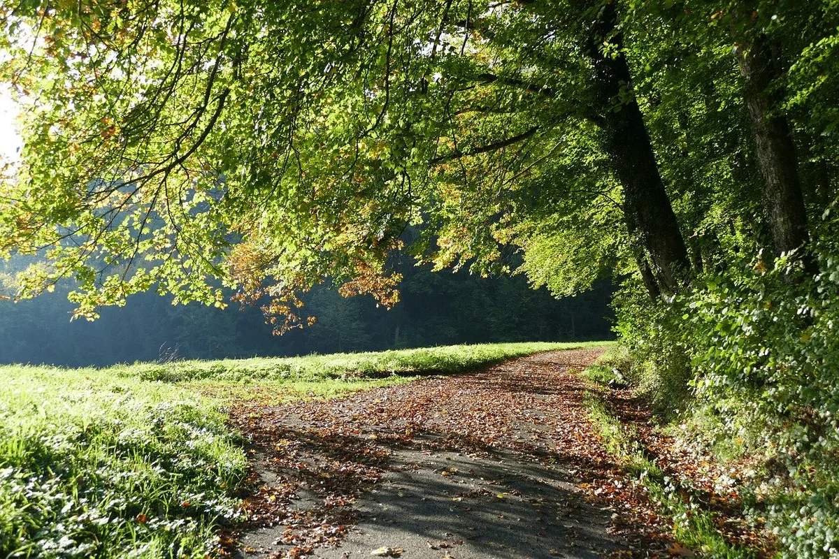 Mit dem Walder-Preis werden Personen, Gruppen oder Institutionen für ihr Engagement für den Naturschutz ausgezeichnet. (Bild Pixabay)