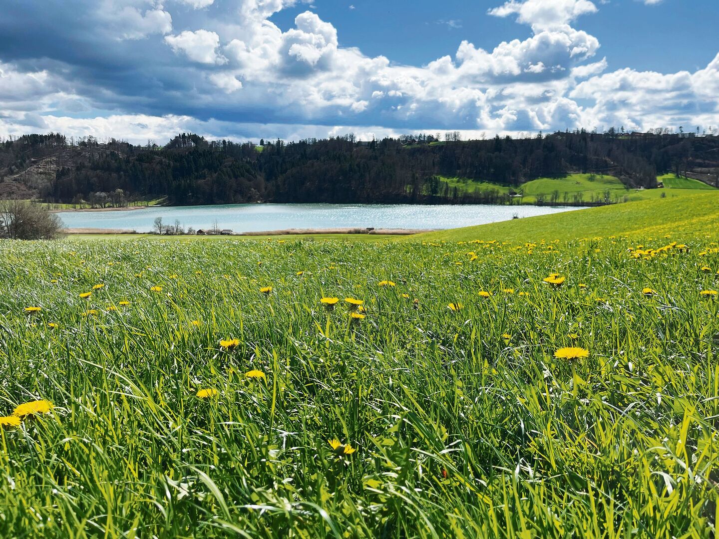 Sobald der Löwenzahn verblüht ist, werden beim Mähen und Aufbereiten weniger Insekten in Mitleidenschaft gezogen. Während der Blüte sollte der Mähaufbereiter nur bei geringer Bienenaktivität (weniger als eine Biene pro 2 m2) benutzt werden.