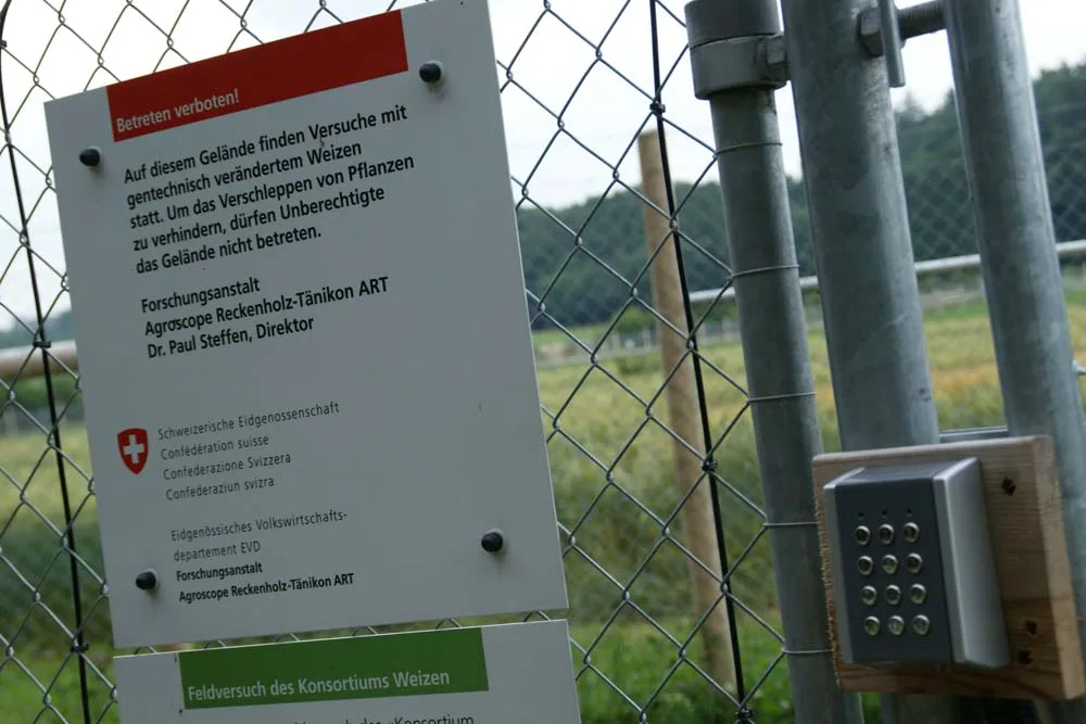 7d01997e5ac4ce69a6f8af4f7bb77136ae804399 Auf der «Protected Site» von Agroscope finden Versuche mit gentechnisch veränderten Pflanzensorten statt. (Bild lid)