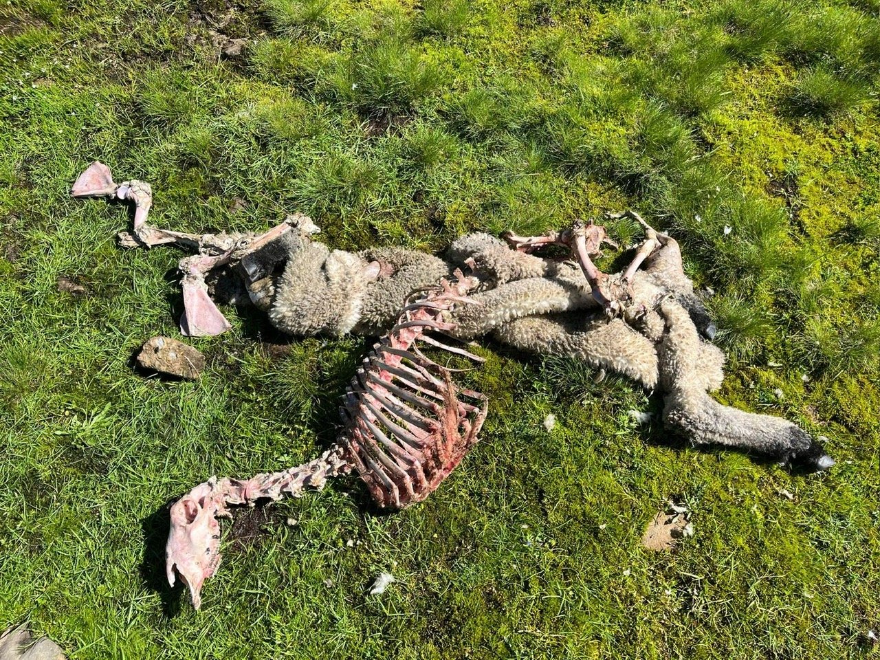 Am Samstag verlassen alle Nutztiere vorzeitig die Alp Chummli