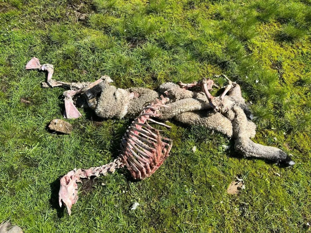 schafkadaver_vereinigung Am Samstag verlassen alle Nutztiere vorzeitig die Alp Chummli
